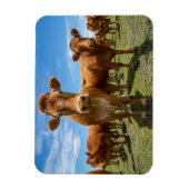 Betriebe | Brown Cow Group Magnet (Vertikal)