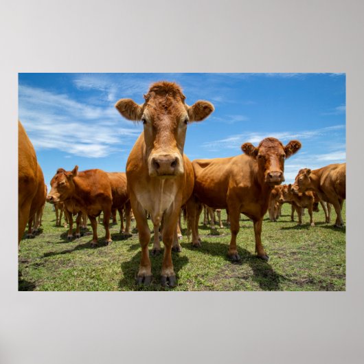 Betriebe | Brown Cow Group Poster (Vorne)