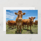 Betriebe | Brown Cow Group Postkarte (Vorne/Hinten)