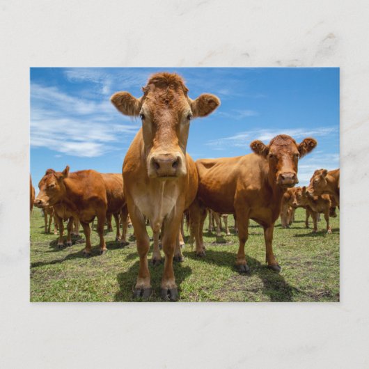 Betriebe | Brown Cow Group Postkarte (Vorderseite)