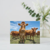 Betriebe | Brown Cow Group Postkarte (Stehend Vorderseite)
