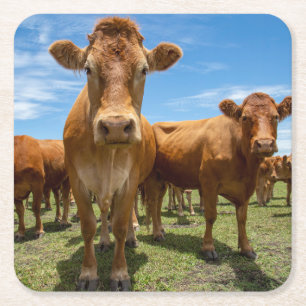 Betriebe Brown Cow Group Rechteckiger Pappuntersetzer