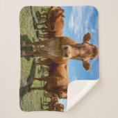 Betriebe | Brown Cow Group Sherpadecke (Vorderseite)