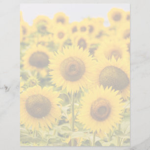 Betriebe Ein Sonnenblumenfeld