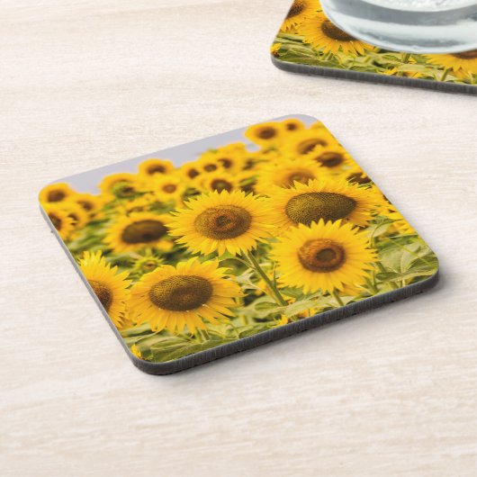 Betriebe | Ein Sonnenblumenfeld Getränkeuntersetzer (Linke Seite)