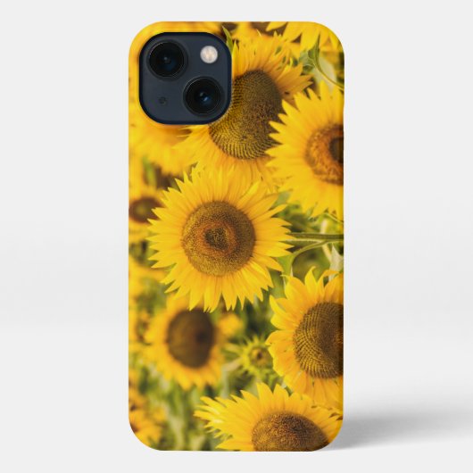 Betriebe | Ein Sonnenblumenfeld iPhone Hülle (Rückseite)