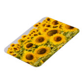 Betriebe | Ein Sonnenblumenfeld Magnet (Linke Seite)