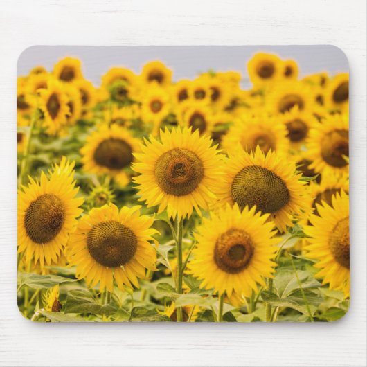 Betriebe | Ein Sonnenblumenfeld Mousepad (Vorne)