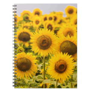 Betriebe   Ein Sonnenblumenfeld Notizblock