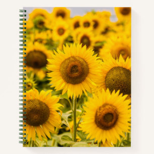 Betriebe   Ein Sonnenblumenfeld Notizblock
