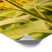 Betriebe | Ein Sonnenblumenfeld Poster (Ecke)
