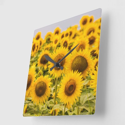 Betriebe | Ein Sonnenblumenfeld Quadratische Wanduhr (Winkel)