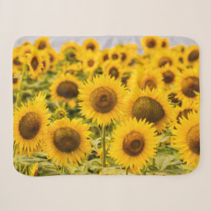 Betriebe   Ein Sonnenblumenfeld Sherpadecke