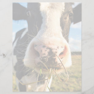 Betriebe Holstein Kuh Kauen