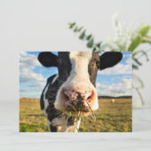 Betriebe | Holstein Kuh Kauen Dankeskarte (Stehend Vorderseite)