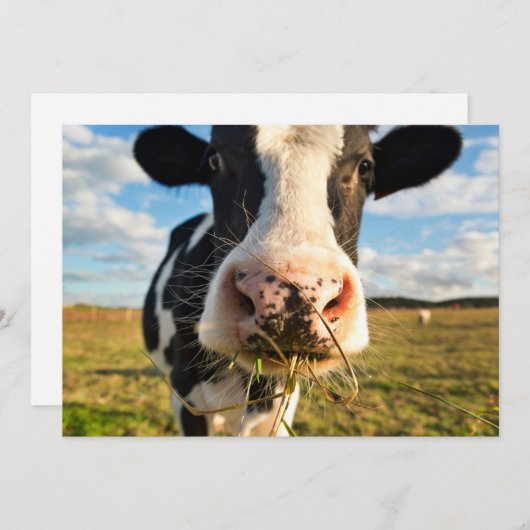 Betriebe | Holstein Kuh Kauen Dankeskarte (Vorne/Hinten)