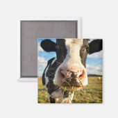 Betriebe | Holstein Kuh Kauen Magnet (Vorderseite/Rückseite)