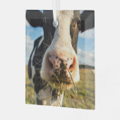 Betriebe | Holstein Kuh Kauen Ornament Aus Glas (Vorderseite links)