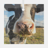 Betriebe | Holstein Kuh Kauen Ornament Aus Glas (Vorderseite)