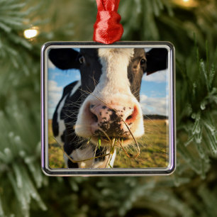 Betriebe   Holstein Kuh Kauen Ornament Aus Metall