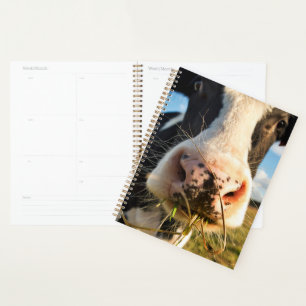 Betriebe Holstein Kuh Kauen Planer