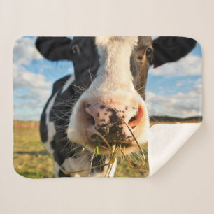 Betriebe Holstein Kuh Kauen Sherpadecke