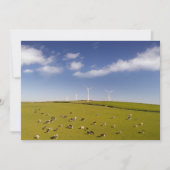 Betriebe | Kühe in der Nähe der Windmühle Dankeskarte (Vorderseite)