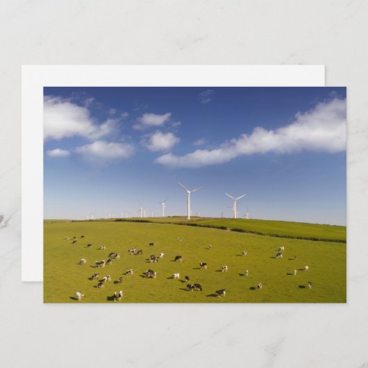 Betriebe | Kühe in der Nähe der Windmühle Dankeskarte (Vorne/Hinten)