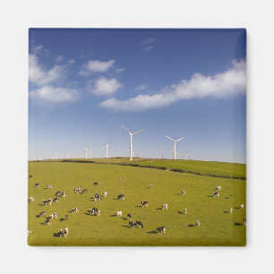 Betriebe   Kühe in der Nähe der Windmühle Magnet