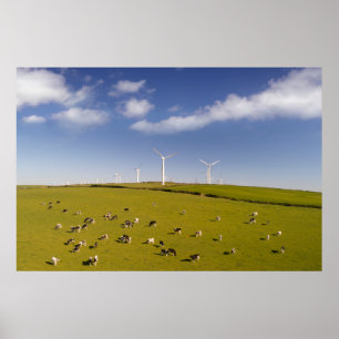 Betriebe   Kühe in der Nähe der Windmühle Poster