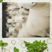 Betriebe | Schafherde Geschirrtuch (Gefaltet)