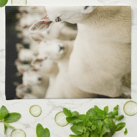 Betriebe | Schafherde Geschirrtuch (Gefaltet)