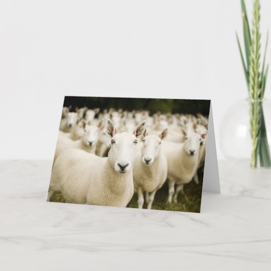 Betriebe | Schafherde Karte (Vorderseite)