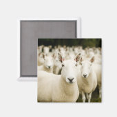 Betriebe | Schafherde Magnet (Vorderseite/Rückseite)