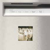 Betriebe | Schafherde Magnet (In Situ (Geschirrspüler))