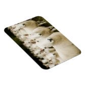 Betriebe | Schafherde Magnet (Rechte Seite)