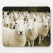Betriebe | Schafherde Mousepad (Vorne)