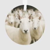 Betriebe | Schafherde Ornament (Rückseite)