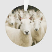 Betriebe | Schafherde Ornament (Vorderseite)