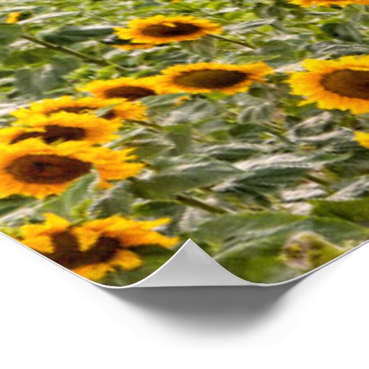 Betriebe | Sonnenblumenfeld Poster (Ecke)