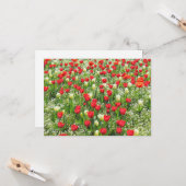 Bett von Tulips, Gärten, Cardiff, Wales. Karte (Vorderseite/Rückseite Beispiel)