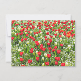 Bett von Tulips, Gärten, Cardiff, Wales. Karte