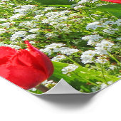 Bett von Tulips, Gärten, Cardiff, Wales. Poster (Ecke)