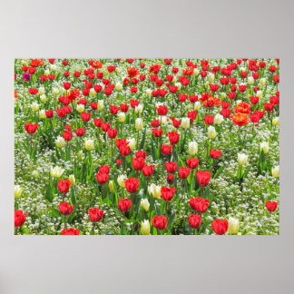 Bett von Tulips, Gärten, Cardiff, Wales. Poster
