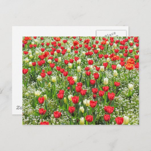 Bett von Tulips, Gärten, Cardiff, Wales. Postkarte (Vorne/Hinten)