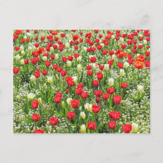 Bett von Tulips, Gärten, Cardiff, Wales. Postkarte (Vorderseite)