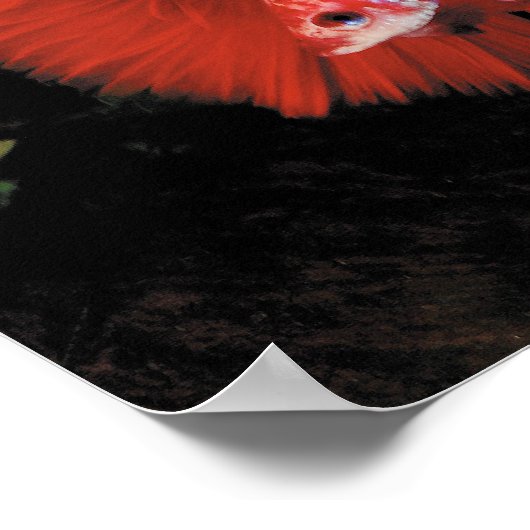 Bettaの ポ タ poster (Ecke)