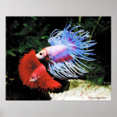 Bettaの ポ タ poster (Vorne)