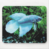 betta,cobalt blue mousepad (Vorne)