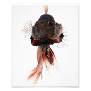 Betta Fisch-Gesicht Fotodruck